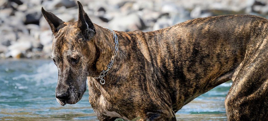 Great Dane brindle dog in the water