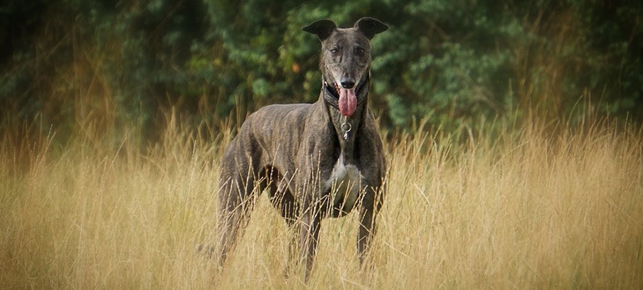 Greyhound brindle dog in grass