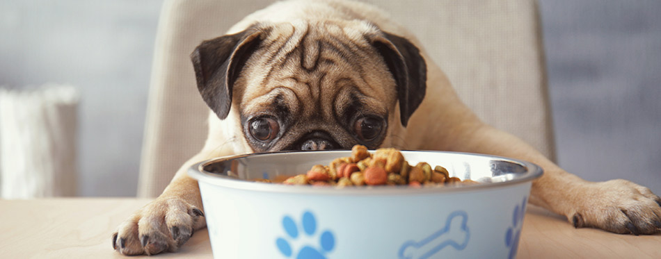 Hungry pug dog with food bowl ready to eat, sitting at dining table in kitchen