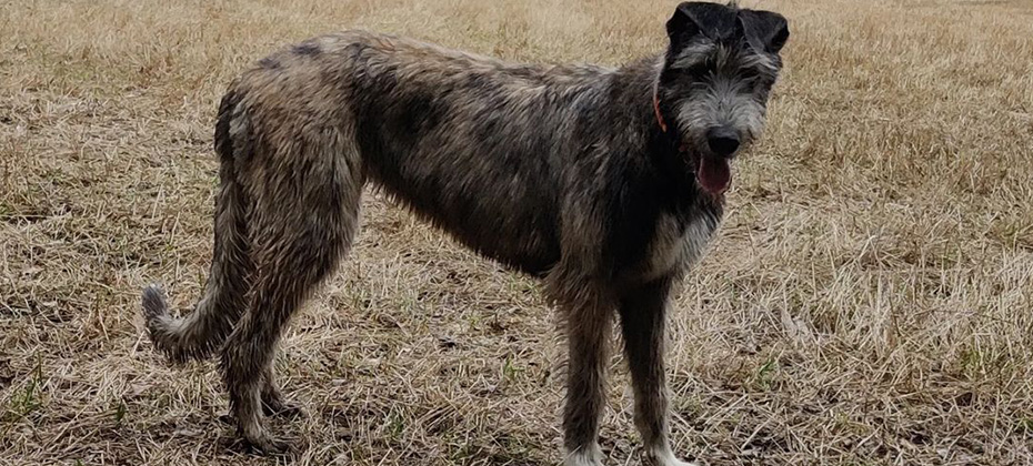 Irish Wolfhound brindle dog