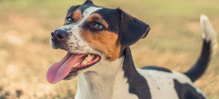 Jack Russell Terrier brindle dog