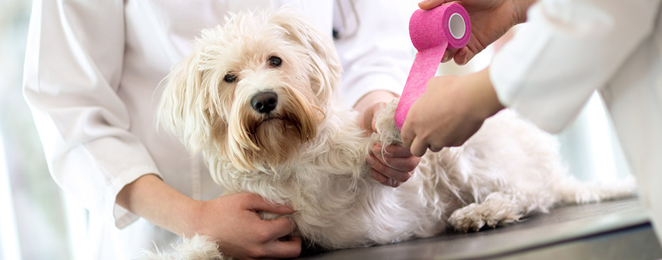 White Maltese's broken paw being wrapped in purple bandage in vet infirmary