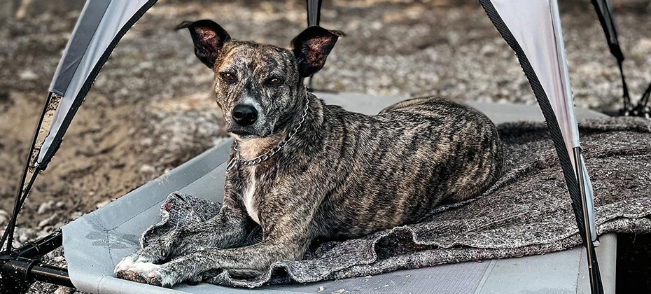 Mountain Cur brindle dog