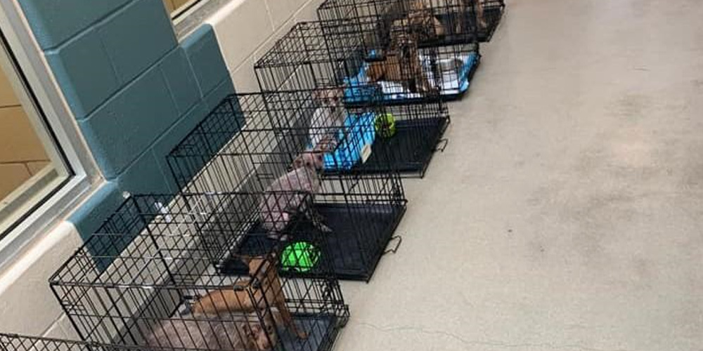 Over-100-Rescued-Dogs-Taken-to-North-Texas-Shelters