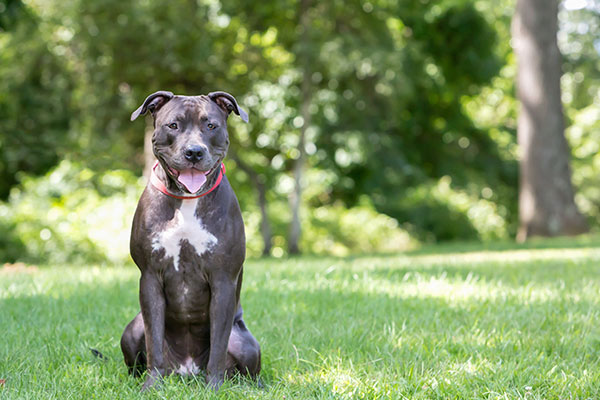 Pitbull dog sitting in the park