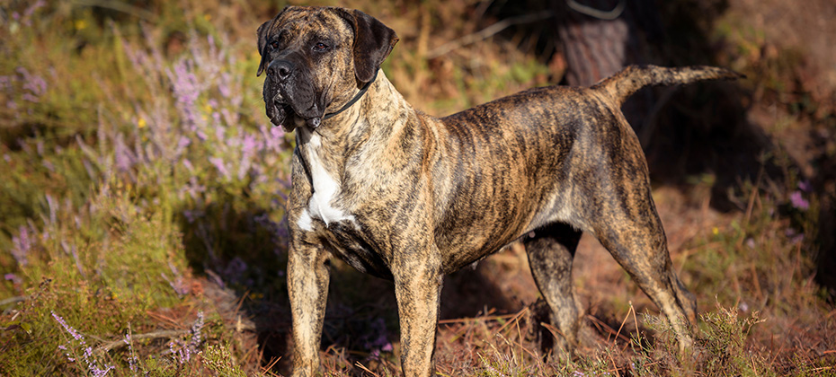 Portrait of a Presa Canario purebred dog