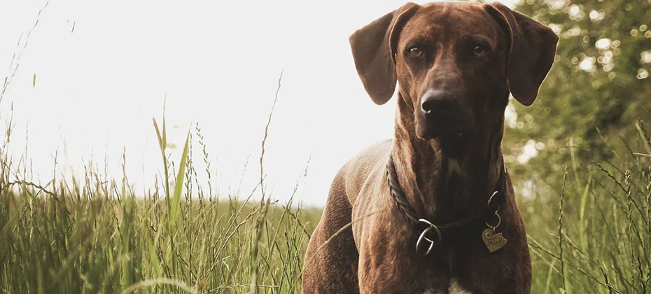 Rhodesian Ridgeback brindle dog in the grass