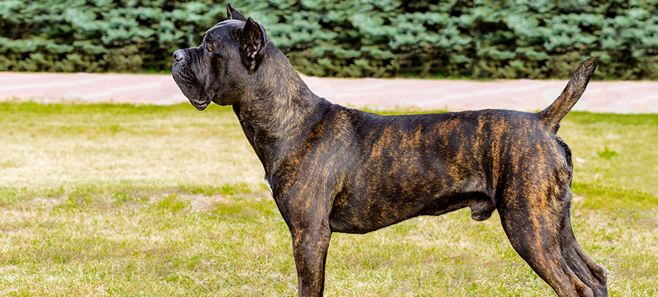 The Cane Corso stands on the green grass in the park
