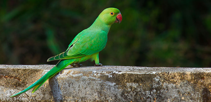 The rose-ringed parakeet, also known as the ring-necked parakeet, is a gregarious tropical Afro-Asian parakeet species that has an extremely large range.