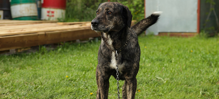 Treeing Tennessee Brindle dog