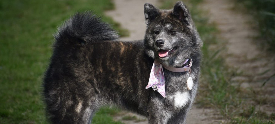 akita brindle coat dog