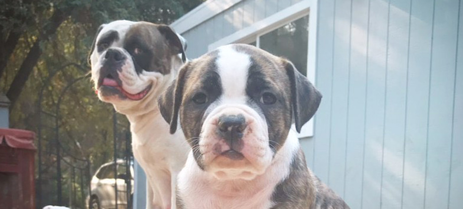 brindle american bulldog