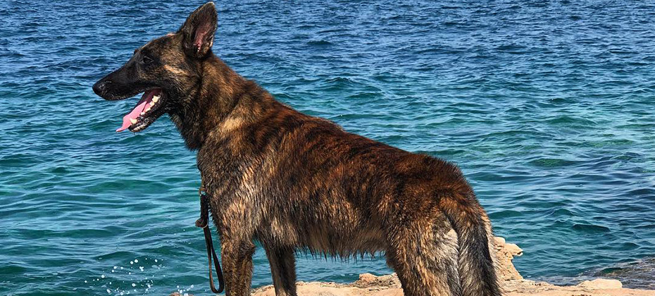 brindle dutchs hepherd dog at the beach