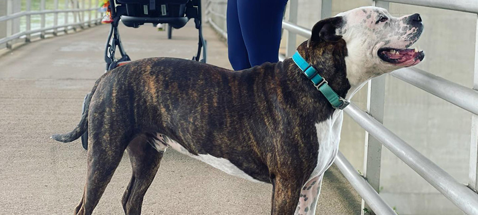 brindle pit bull on a bridge