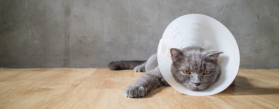 Gray British Short Hair cat with a cone collar laying down on a wooden floor, in front of a gray wall