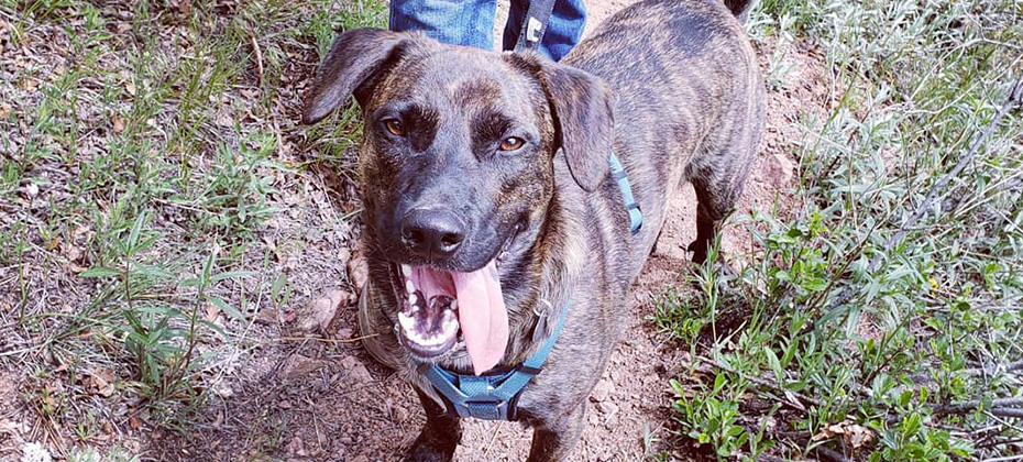 cursinu brindle dog