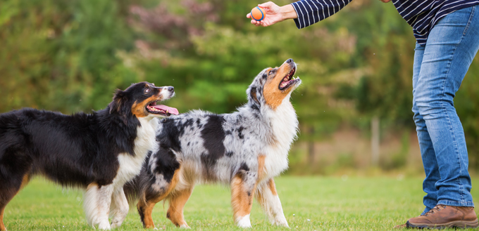 dogs with their trainer