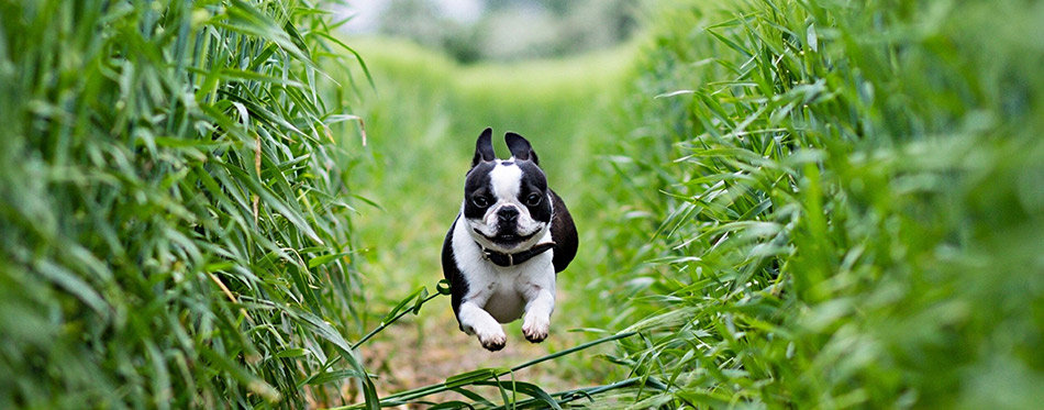 litle dog runing at the dirt road