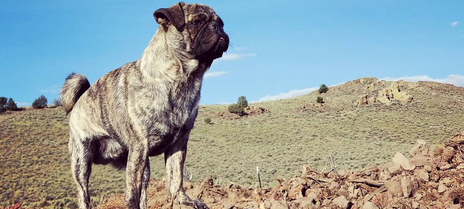 pug brindle dog