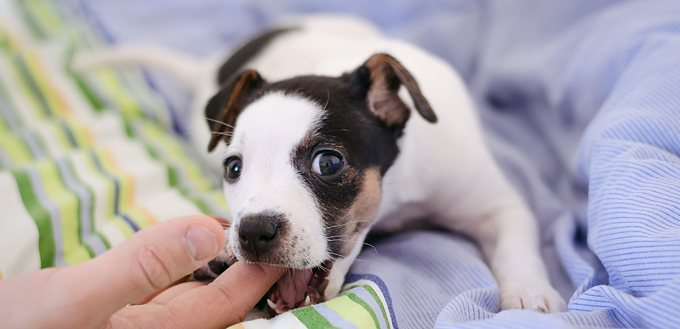 puppy bites owner