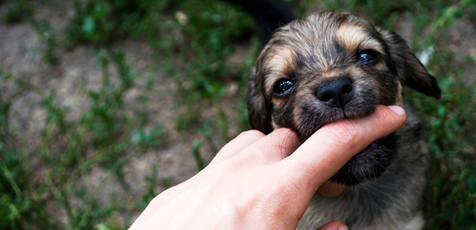 puppy biting finger