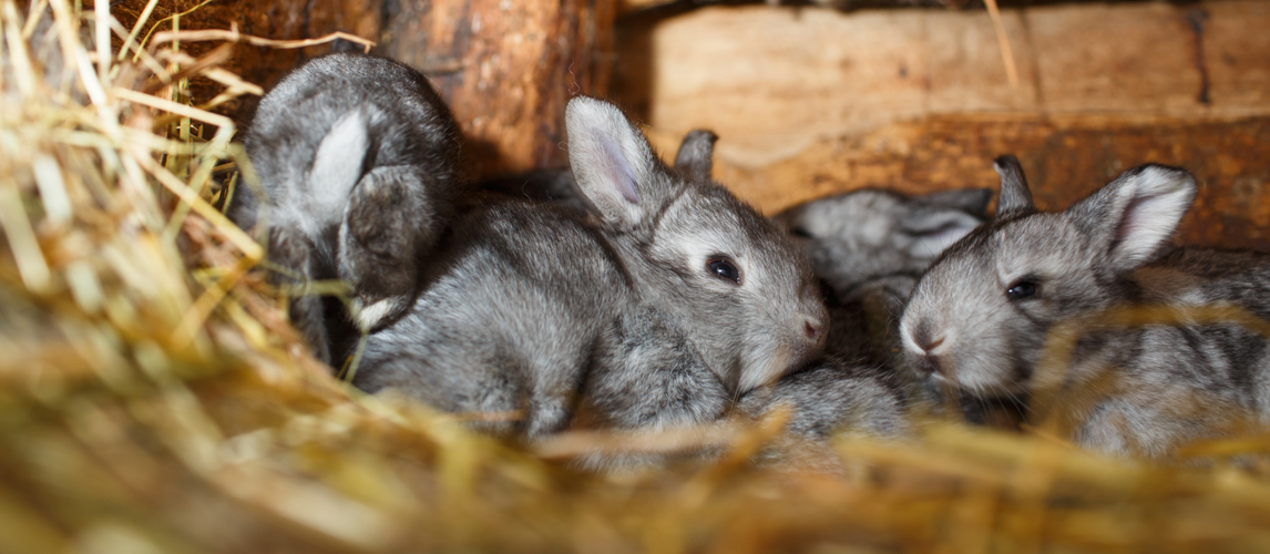 rabbit babies