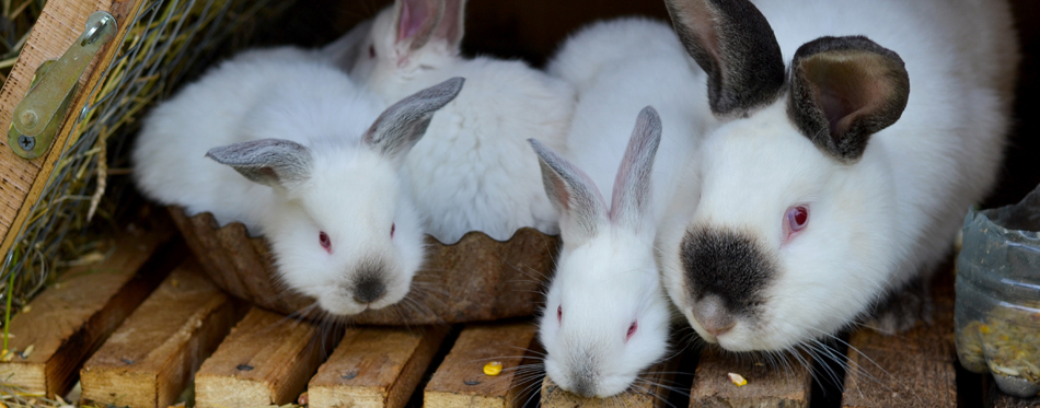 rabbit with its babies