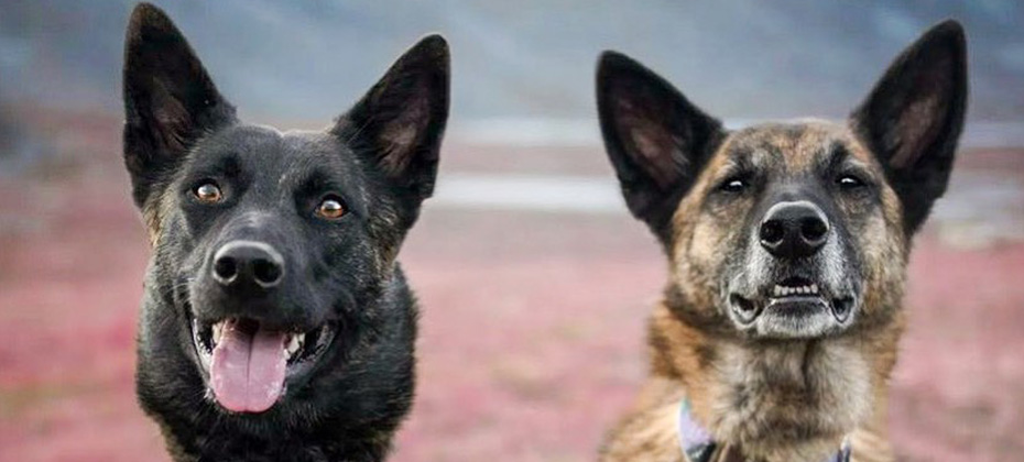 two Dutch shepherds