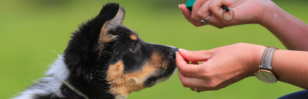 types of dog training