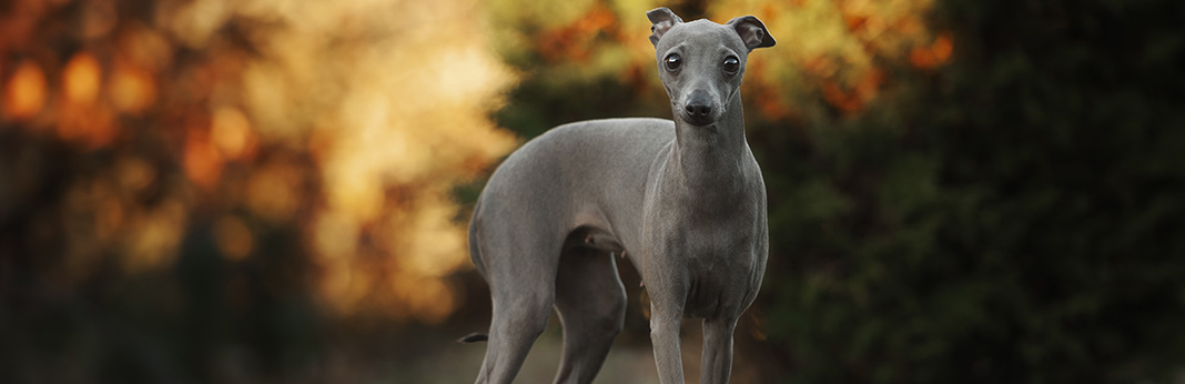 11 Low-Maintenance Dog Breeds