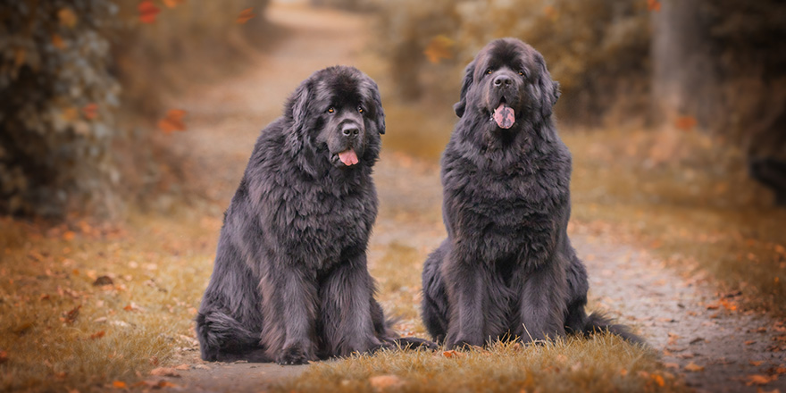 Amazing newfoundland dogs in autumn