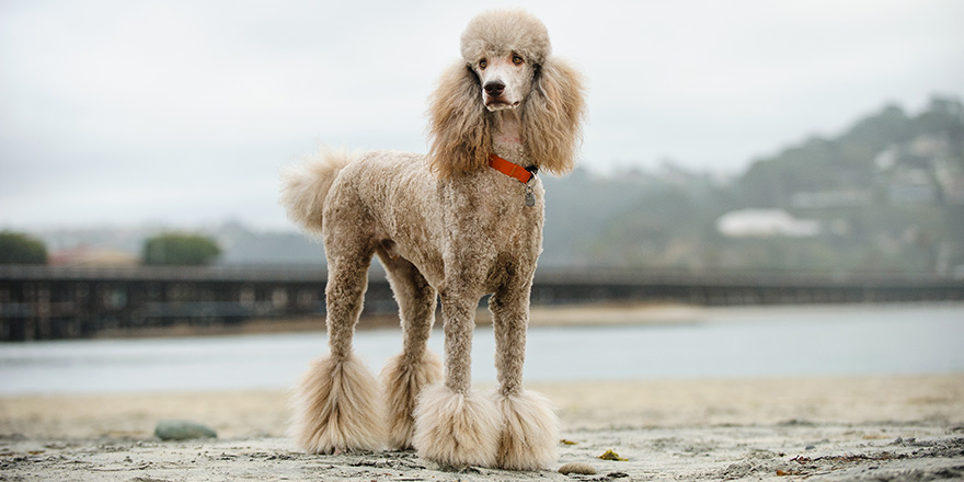 Apricot Standard Poodle dog portrait at beach with railroad tracks