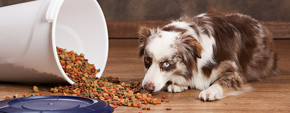 Australian shepherd eating from a spilled tub of dog food.