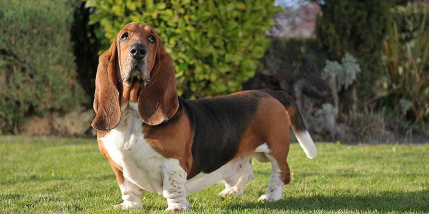 Beautiful Basset Hound purebred dog