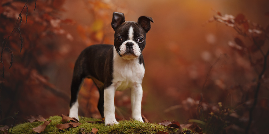 Boston terrier puppy in autumn.