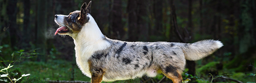 Cardigan Welsh Corgi Breed Information, Characteristics, Pictures and Facts