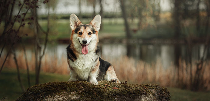 Cute Welsh corgi dog sitting on stone