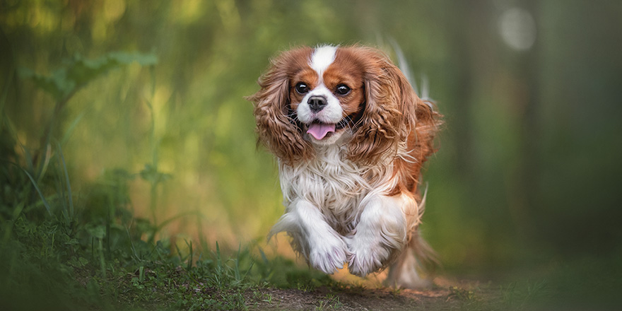 Cute cavalier king charles spaniel joyfully running along the path against the backdrop of a summer sunset forest