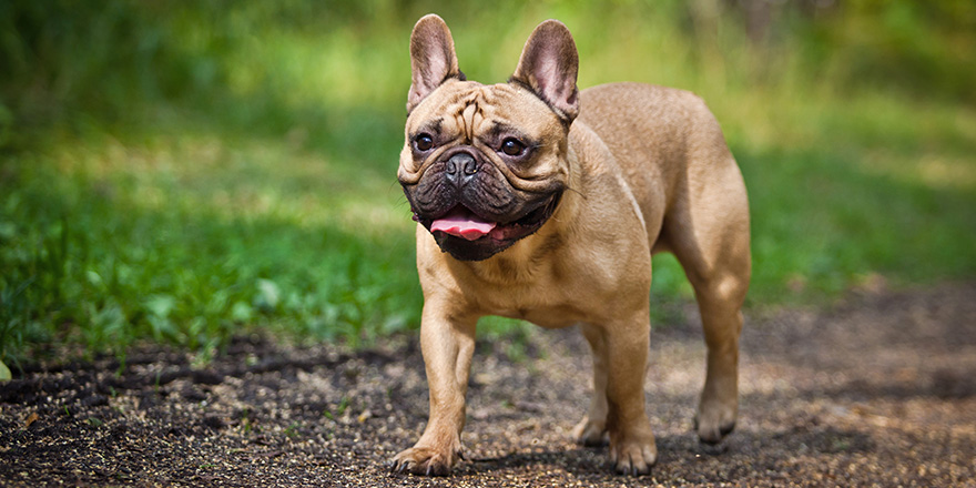 Dog French Bulldog