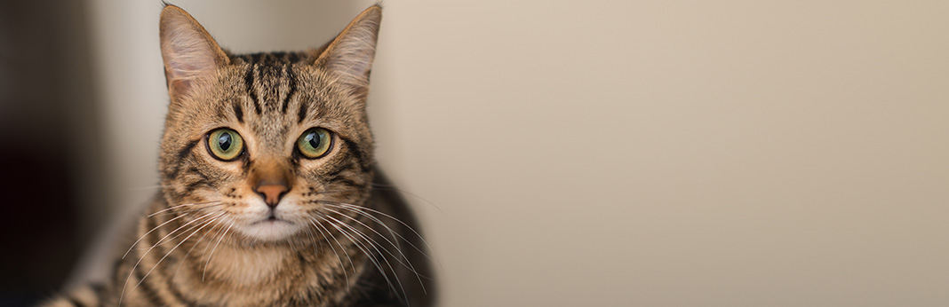 How Much does it Cost to Spay a Cat?