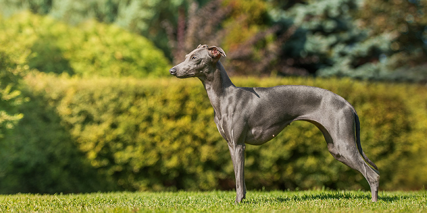 Italian greyhound