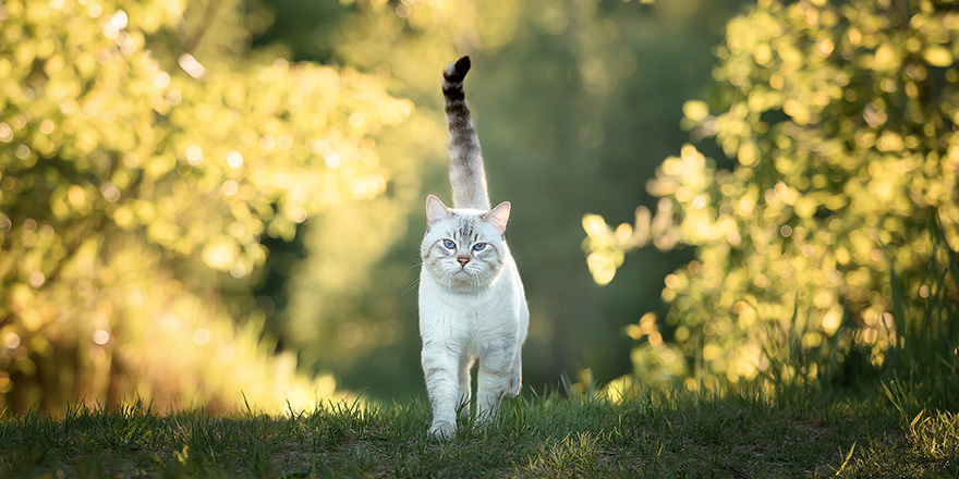 Tabby cat in summer walks on the road in the forest