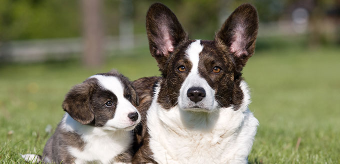 Two welsh corgi cardigan posing