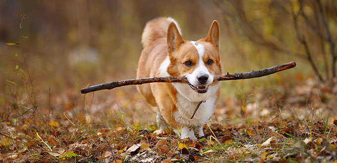 Welsh Corgi Cardigan in leaves