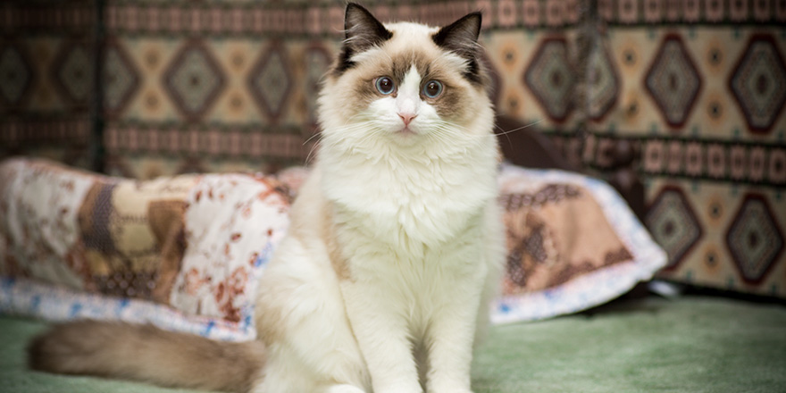 Young healthy beautiful purebred Ragdoll cat, at home