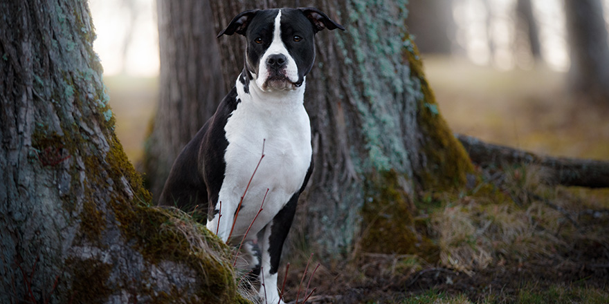 portrait black white dog a American Staffordshire Terrier sitting in the evening park between the trees in the spring at sunset