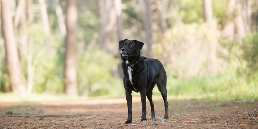 A beautiful black mixed breed border collie dog in nature. Lovely green setting. The dog is wearing a collar.