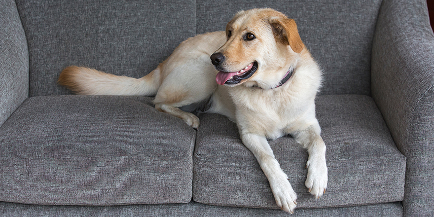 A white golden retriever labrador mix dog lying on gray couch.