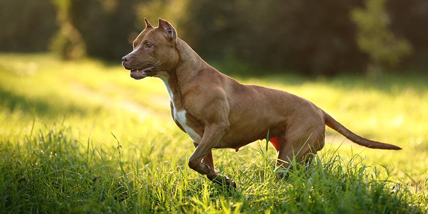 Active Dog American Pit Bull Terrier is running on the field