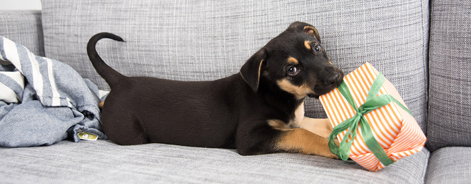 Adorable Doberman Mix Puppy Playing on Gray Sofa at Home